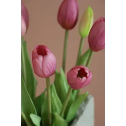 Rosa Tulipaner 5 stilke