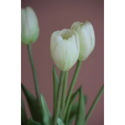 Hvide Tulipaner 5 stilke
