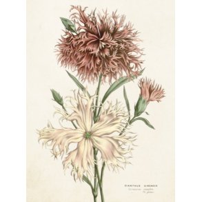 Kort med Chrysanthemums 