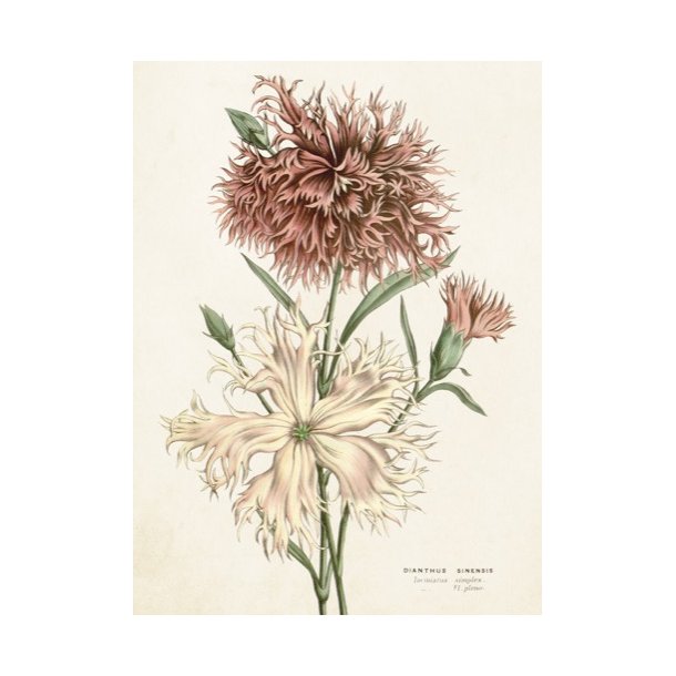Kort med Chrysanthemums 