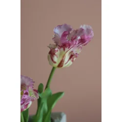 Lilla Papeg�je Tulipaner 3 stilke