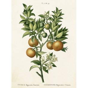 Kort med Citrusfrugt