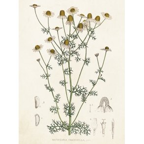 Kort med Kamilleblomst